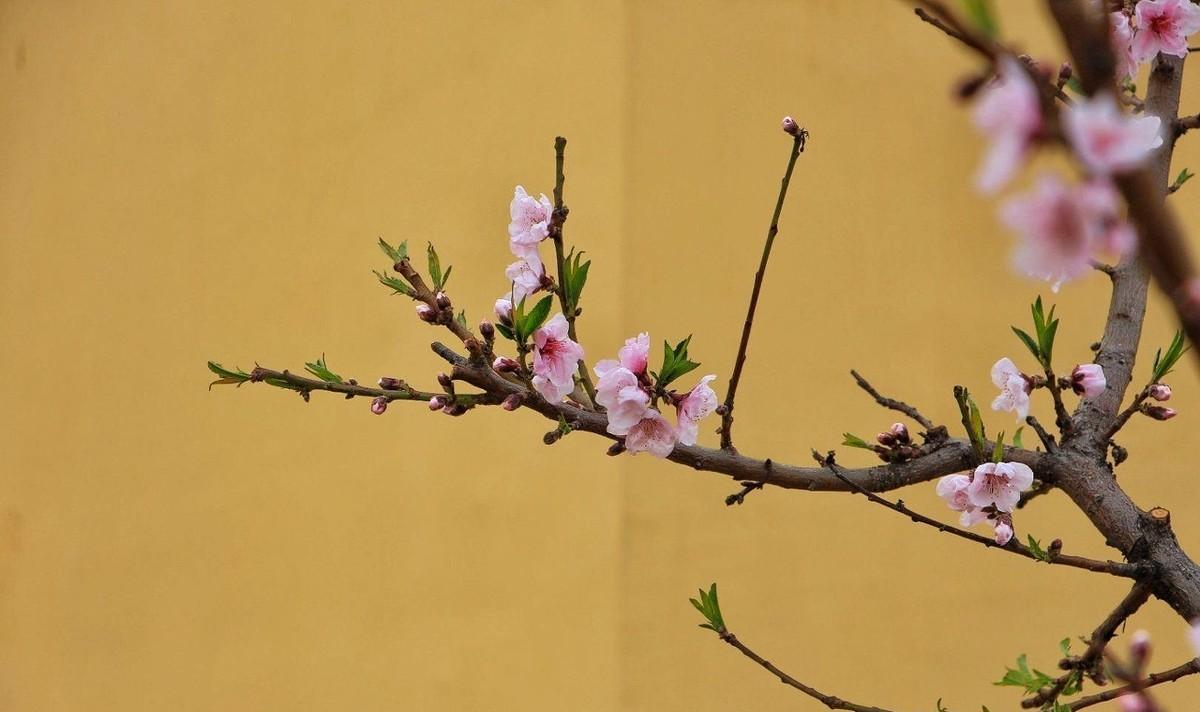 大林寺桃花古诗的意思翻译（大林寺桃花古诗原文及翻译）/